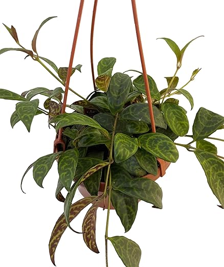 Black Pagoda Lipstick Vine 6&Quot; Hanging Basket - Aeschynanthus - Zebra Vine