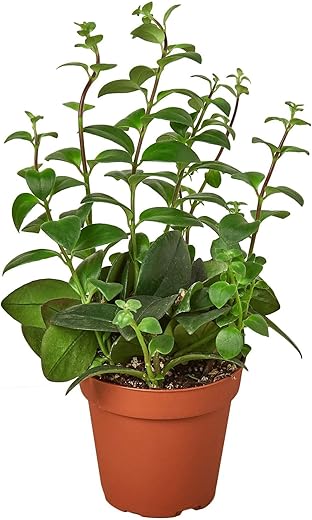 Lipstick Plant Live Plant For Indoor | Different Houseplants In 4'' &Amp; 6'' Pot | Real House Plant Decor For Living Room, Office, Desk &Amp; Bathroom | Lipstick Plant | Aeschynanthus